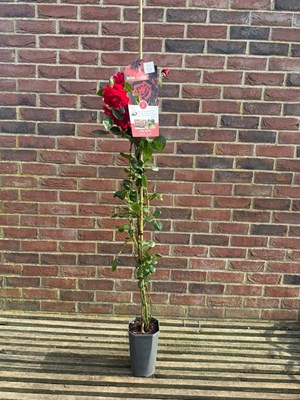 Lot 1054 - Climbing Rose 'Mushimara' A hardy vigorous...