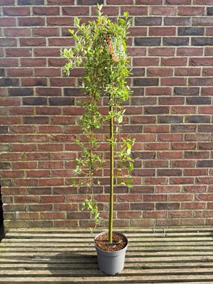 Lot 1055 - Salix, 'Kilmarnock' (weeping) Willow