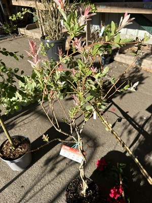 Lot 1056 - Salix 'Flamingo'