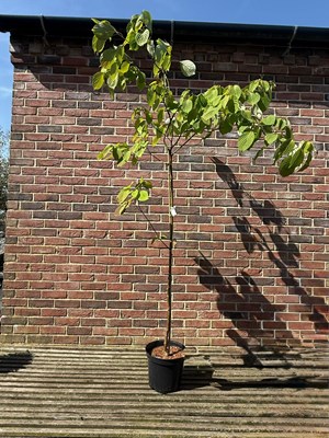 Lot 1057 - Flowering Dogwood "Cornus Controversa"