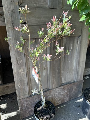 Lot 1058 - Salix tree 'Flamingo'