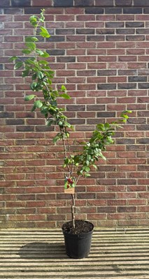 Lot 1059 - Victoria plum tree The most reliable grown...