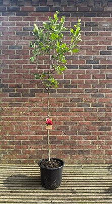 Lot 1060 - Beauty of Bath' Apple Tree dessert apple tree...
