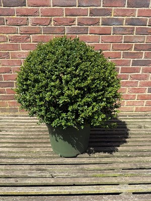 Lot 1061 - Ilex Topiary Ball Evergreen and hardy. Very...