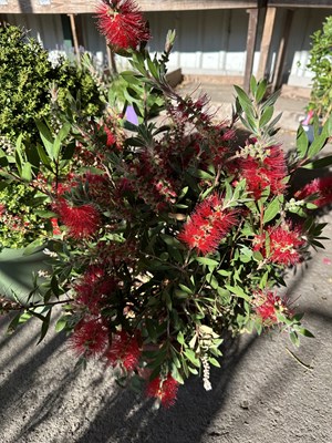 Lot 1062 - Callistemon (Bottlebursh Plant) 'Citrinus...