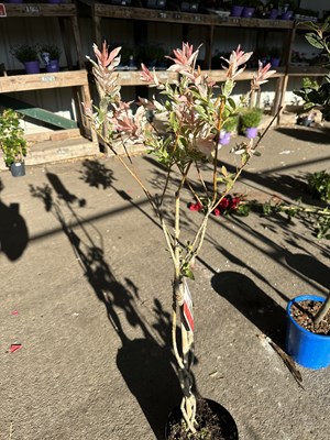 Lot 1063 - Salix 'Flamingo' tree