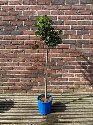 Lot 1064 - Bay tree An evergreen hardy standard tree easy...