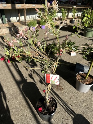 Lot 1065 - Salix 'Flamingo' tree