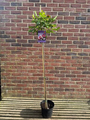 Lot 1069 - Standard Rose 'Marie Curie' hardy rose with...