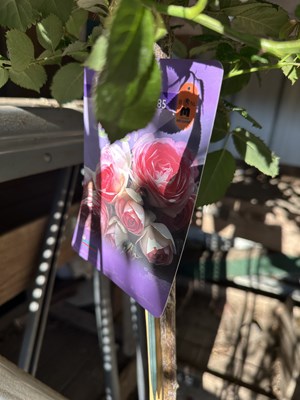 Lot 1070 - Standard Rose 'Eden Rose' hardy rose with...