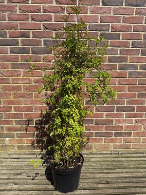 Lot 1071 - Jasmine