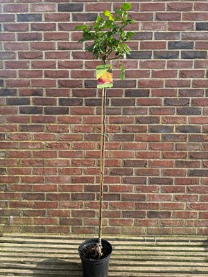 Lot 1072 - Standard Rose 'Oriental Peace' hardy rose with...