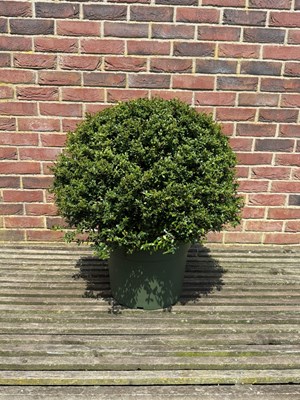 Lot 1073 - Ilex Topiary Ball Evergreen and hardy. Very...
