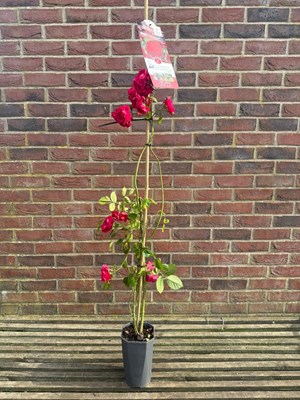 Lot 1074 - Climbing Rose 'Flammentanz' A hardy vigorous...
