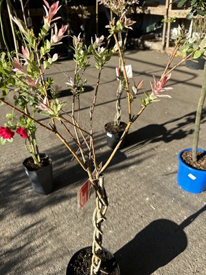 Lot 1075 - Salix tree 'Flamingo'