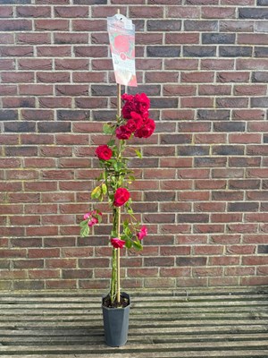 Lot 1076 - Climbing Rose 'Flammentanz' A hardy vigorous...