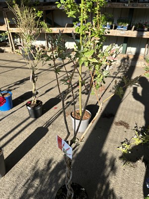 Lot 1077 - Salix tree 'Flamingo'
