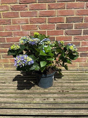 Lot 1078 - Hydrangea 'Macrophylla'