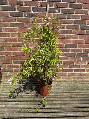 Lot 1079 - Jasmine hardy excellent climber with highly...