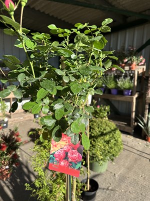 Lot 1080 - Standard Rose 'Leonardo da Vinci' hardy rose...