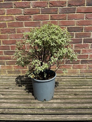 Lot 1081 - Variegated Pittosporum