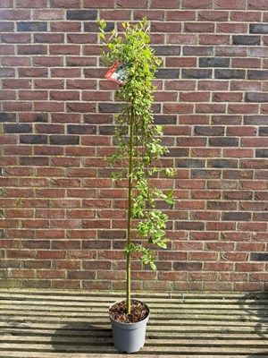 Lot 1066 - Salix 'Kilmarnock' (weeping) Willow