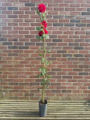 Lot 1067 - Climbing Rose 'Mushimara' A hardy vigorous...
