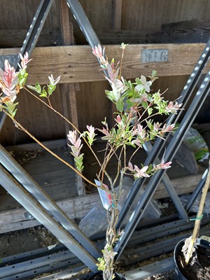 Lot 1068 - Salix 'flamingo' tree