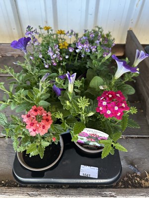 Lot 1041 - Tray mixed inc Verbena petunia etc