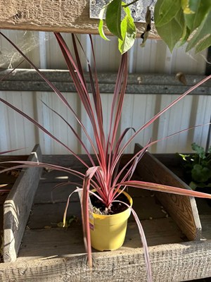 Lot 1003a - Cordyline "Charlie Boy"