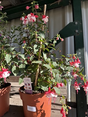 Lot 1007 - 'Bella' Fuchsia