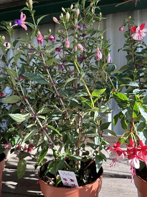 Lot 1008 - 'Bella' Fuchsia