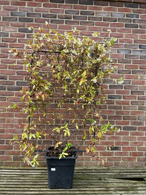 Lot 1000 - Trachelospermum evergreen Jasmine on frame...