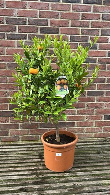Lot 1001 - Citrus Orange Tree, edible fruits