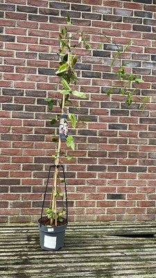 Lot 1002 - Clematis Apple Blossom, evergreen Jasmine