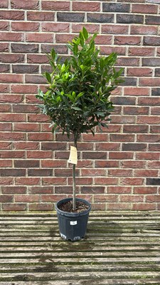 Lot 1003 - Evergreen Standard Bay tree
