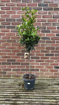 Lot 1004 - Evergreen standard Bay tree