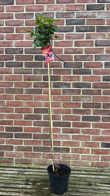 Lot 1005 - Standard rose "Leonardo de Vinci"