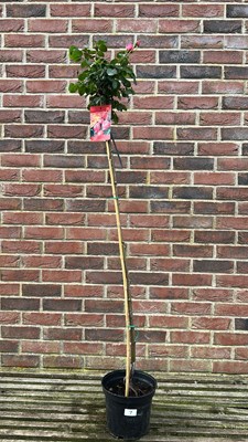 Lot 1006 - Standard rose "Leonardo de Vinci"