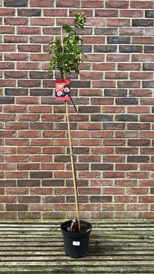 Lot 1007 - Standard rose "Leonardo de Vinci"