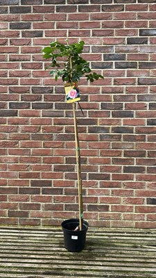 Lot 1008 - Standard Rose, "Elle"