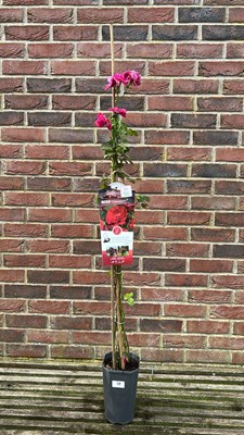 Lot 1009 - Climbing Rose, "Flammentamz"