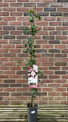 Lot 1010 - Climbing Rose, "New Dawn"