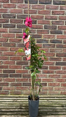 Lot 1011 - Climbing Rose, "Mushimara"