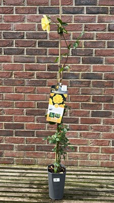 Lot 1012 - Climbing Rose, "Golden Showers"