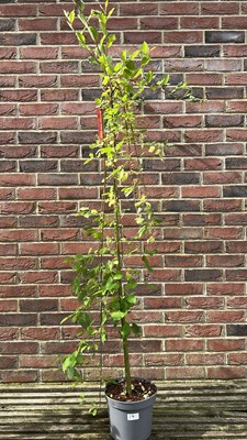 Lot 1013 - Salix “Kilmarnock’ weeping pussy willow”