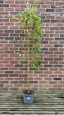 Lot 1014 - Salix Kilmarnock "Weeping pussy willow"