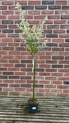 Lot 1015 - Salix integra "flamingo tree"
