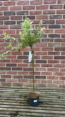 Lot 1016 - Salix Integra "Flamingo tree"
