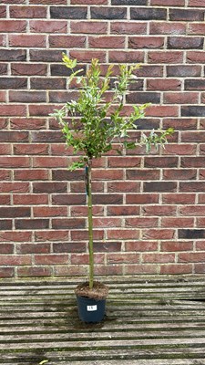 Lot 1017 - Salix integra, "Flamingo tree"